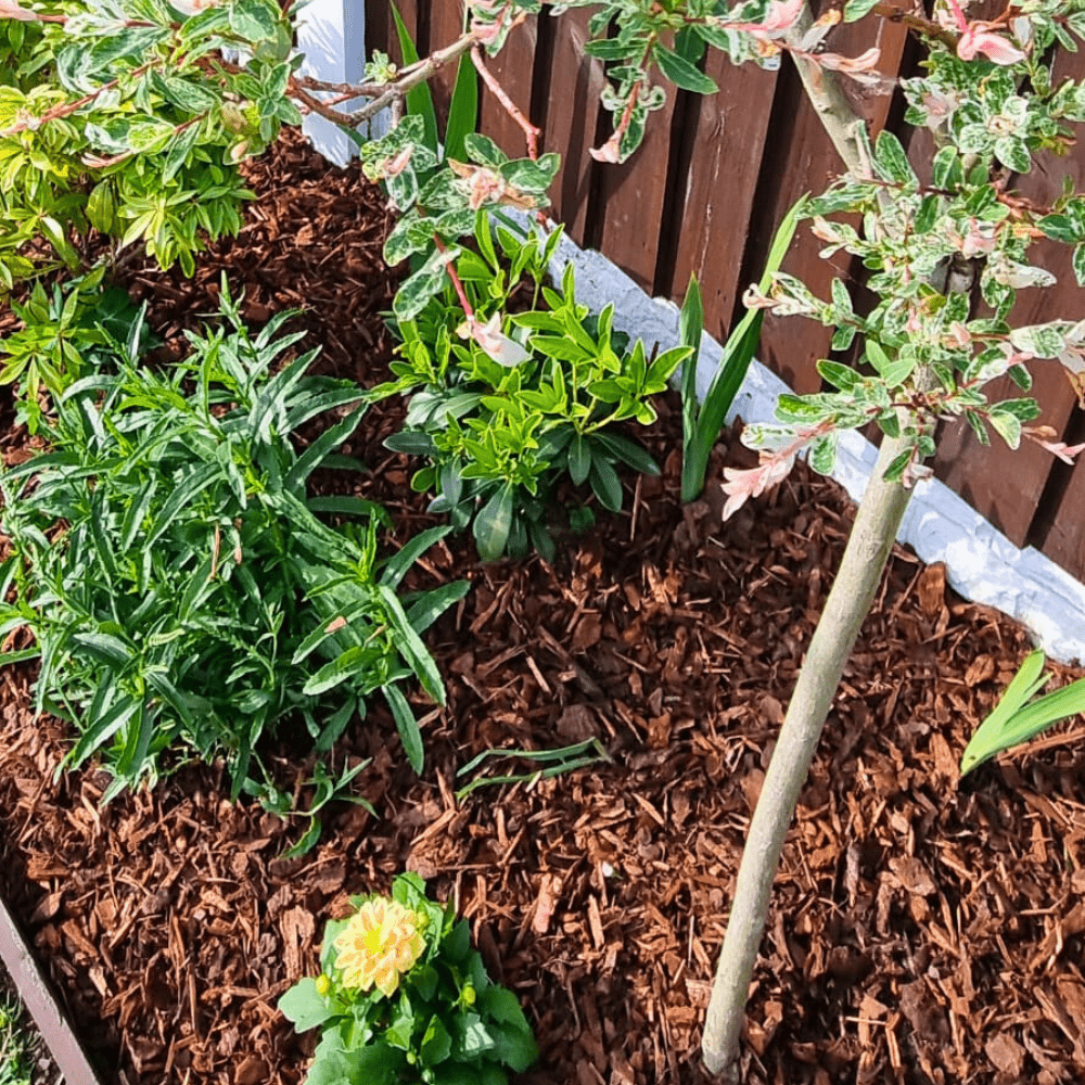 Premium Border Landscaping Bark Mulch