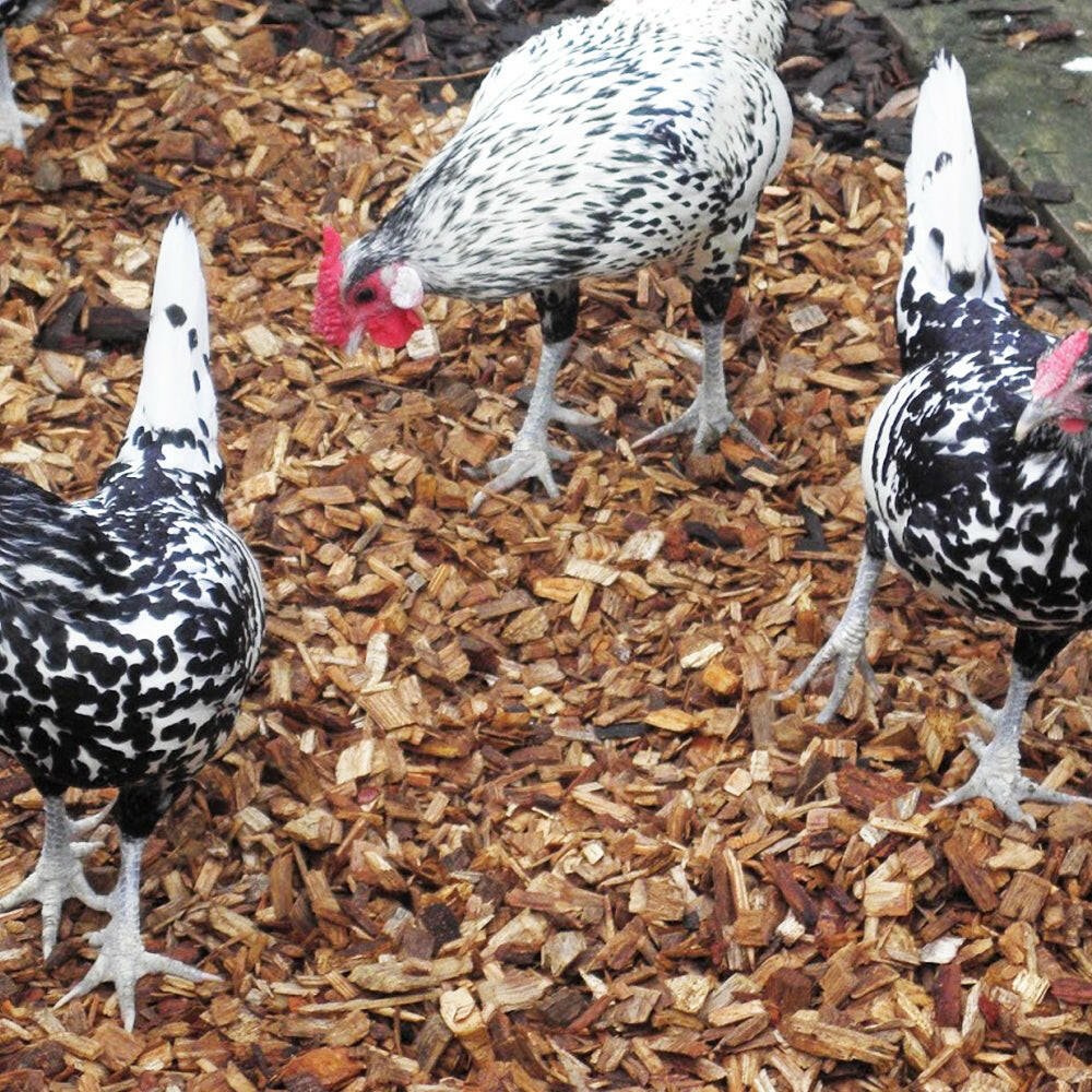 Chicken Coop Chips
