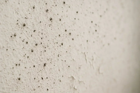 The Truth About Bleach on Mould (and What Professionals Use Instead)