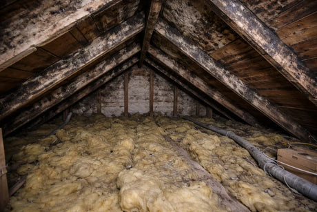 Damp & Mould Problems Commonly Found in Lofts (UK Guide)