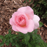 Bloom & Root® Rose Blend Topsoil