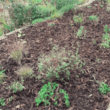 Winter Garden Bark Mulch