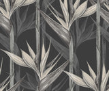 Amazonia Appearance Resembling Bird Flight Wallpaper