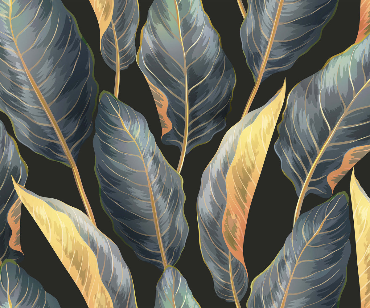 Calathea Their Unique Daily Movements Wallpaper