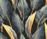 Calathea Their Unique Daily Movements Wallpaper