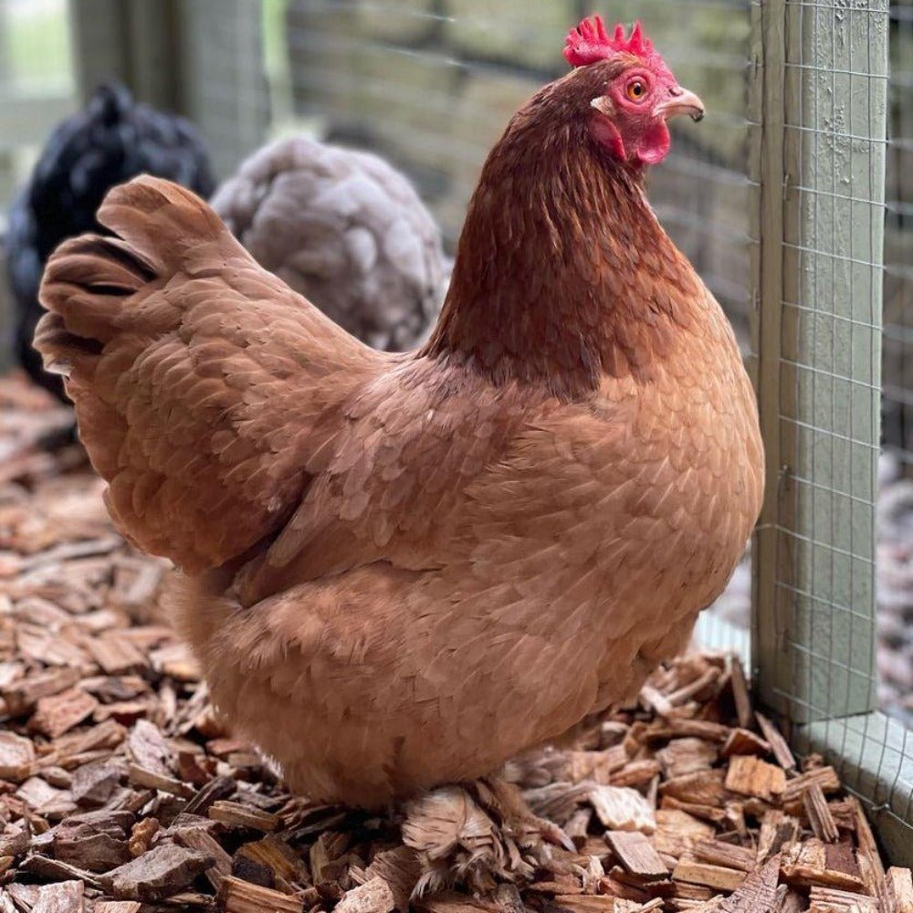 Chicken Coop Chips