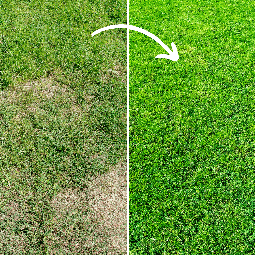 Fill & Fix Lawn Patch Repair Blend
