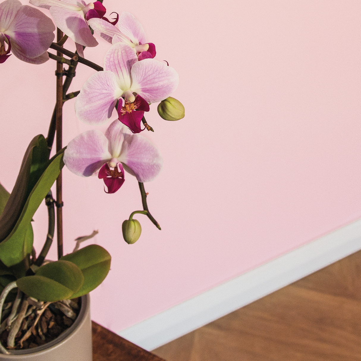 Little Knights - Pink Blossom Bold & Delicate - Matte/Eggshell/Silk/Satin/Gloss Interior Paint