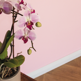 Little Knights - Pink Blossom Bold & Delicate - Matte/Eggshell/Silk/Satin/Gloss Interior Paint