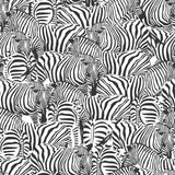 Zolta Zebra Wallpaper