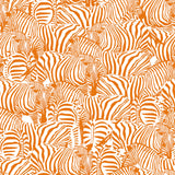 Zolta Zebra Wallpaper