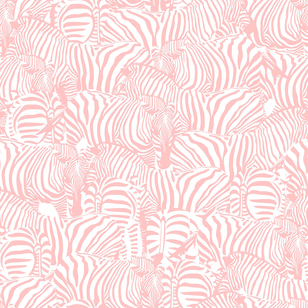 Zolta Zebra Wallpaper