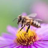 Bee Dandy - Bee Friendly 100% Wild Flower Seed Mix 50g