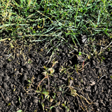 Green Again™ Lawn Reviver