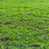 Lawn in a Bag