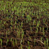 Fill & Fix Lawn Patch Repair Blend