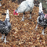 Chicken Coop Chips