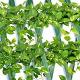 Expanding Garden Trellis Wooden Plant Flower Support Screen Panel Wall Green 180 x 60cm
