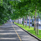 Urban Tree Planting Soil