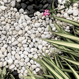 White pebbles 20 to 40mm Bulk Bag