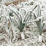 Wintermix Compost Garden Mulch